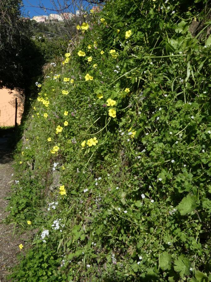 Il Laghello Di Amina Villa Framura Buitenkant foto
